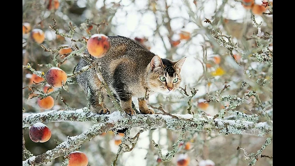 Alaskanische Schneekatze