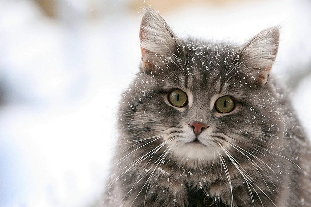 Sibirische Katze rothaarig Katze im Winter