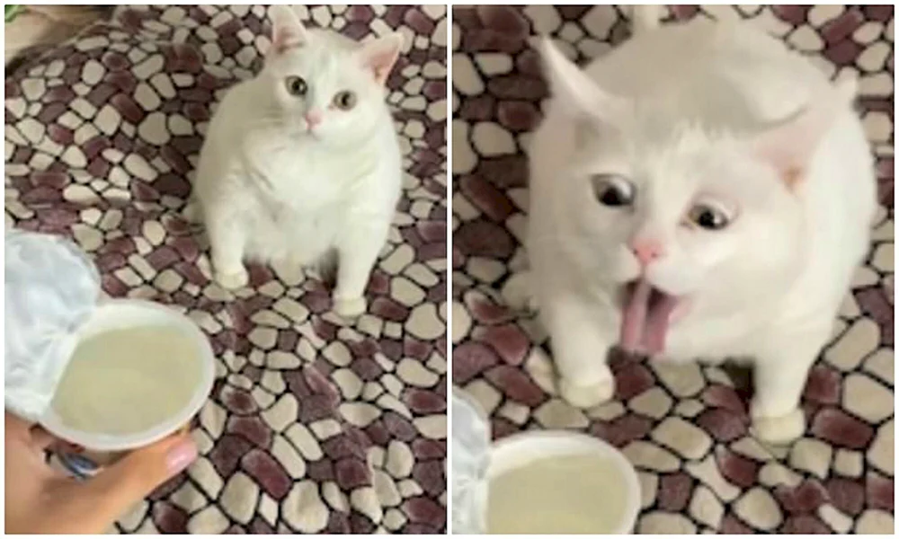 Katze in saurer Sahne. mit einem Glas Milch
