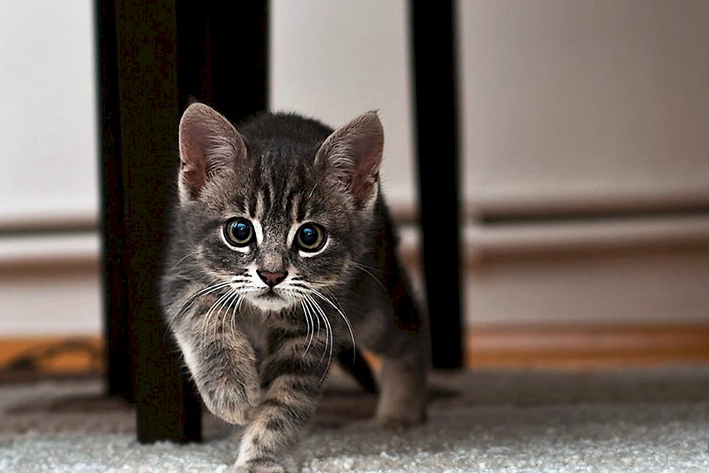 Ginger tabby Katzenrasse