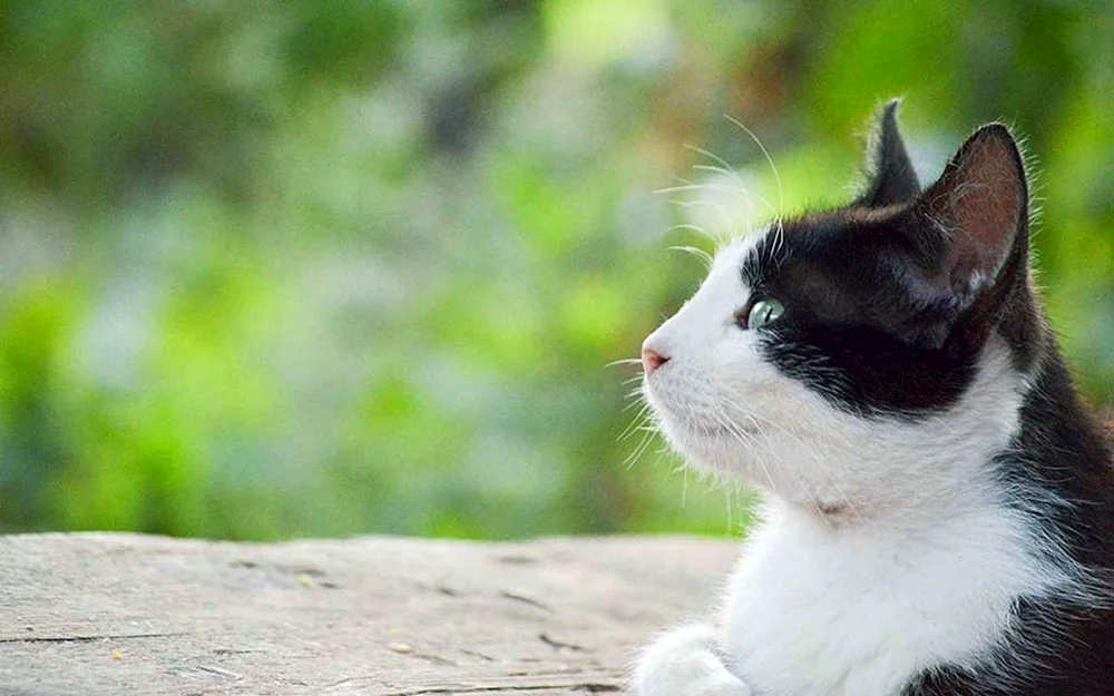 Sibirische Bicolour-Kurzhaarkatze