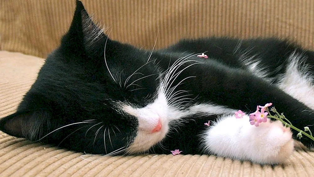 Schwarz-weiße Katze