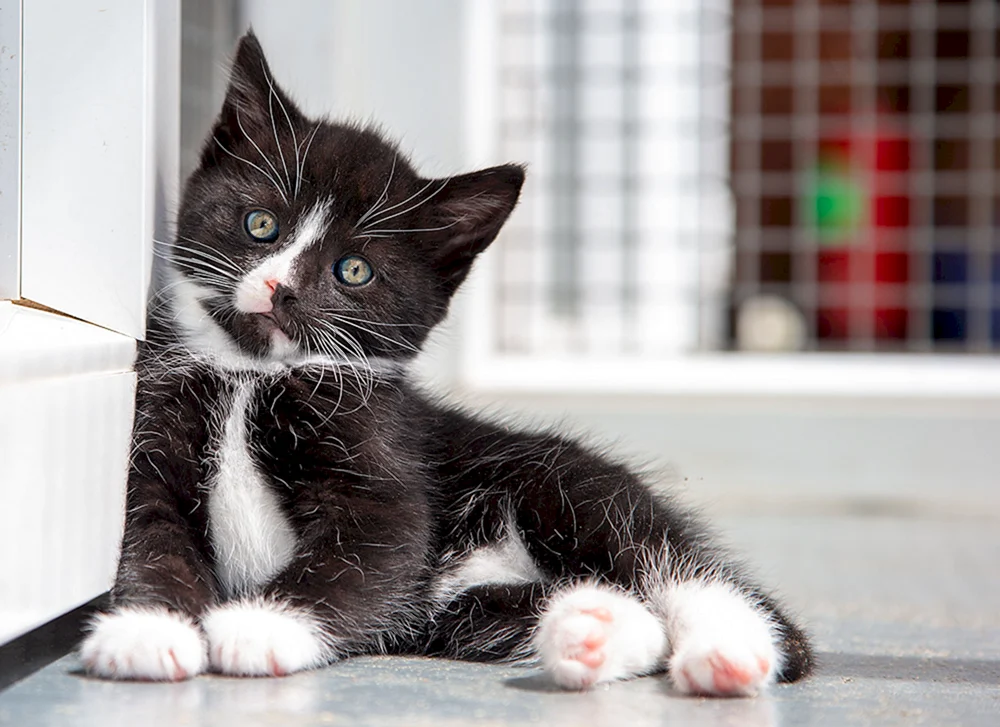 Schwarze Katze