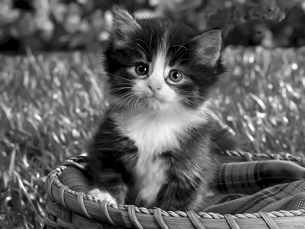 Langhaarige schwarz-weiße Katze