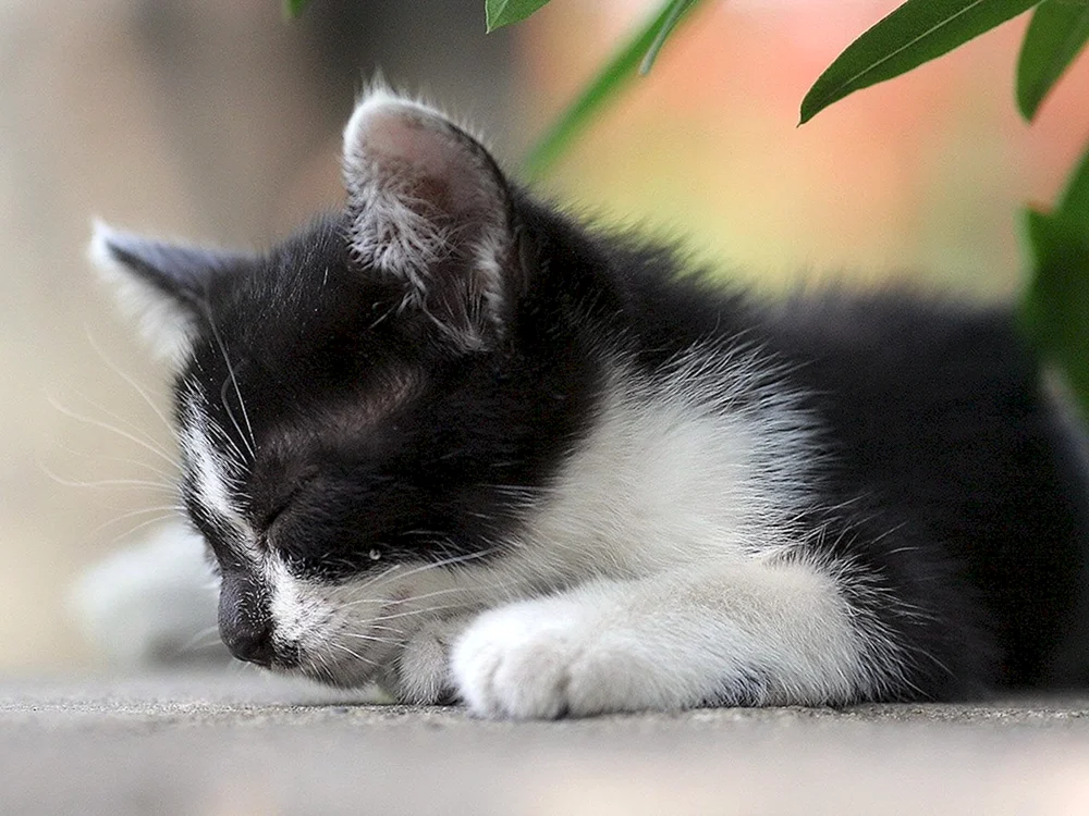 Schwarz-weiße Katze