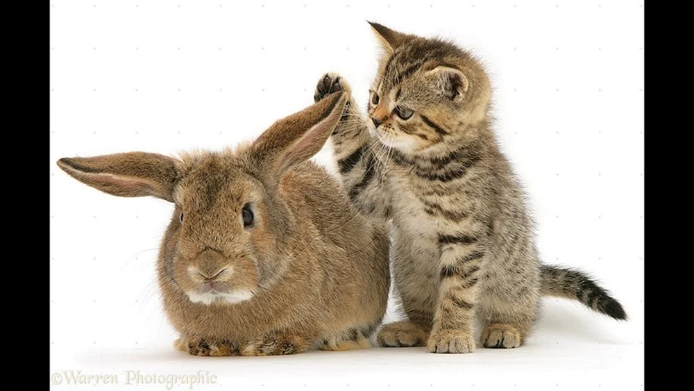 Häschen und Hase