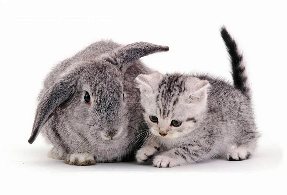 Katze und Häschen