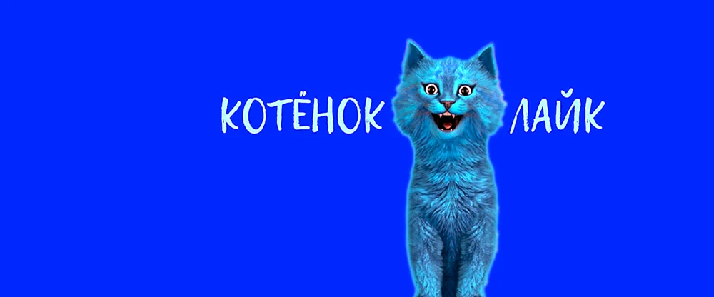 Kitten Husky Katze