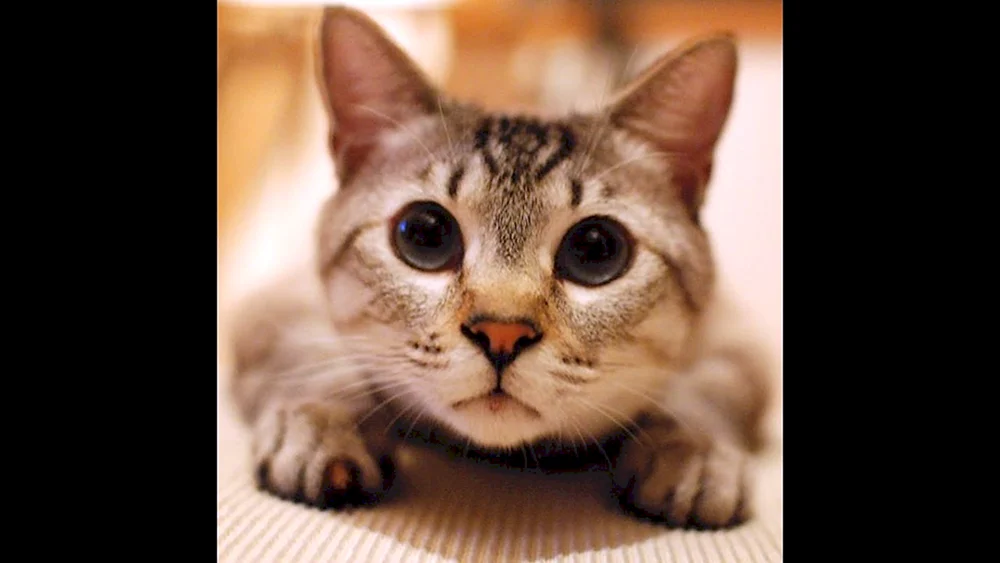 Kitten Husky Katze