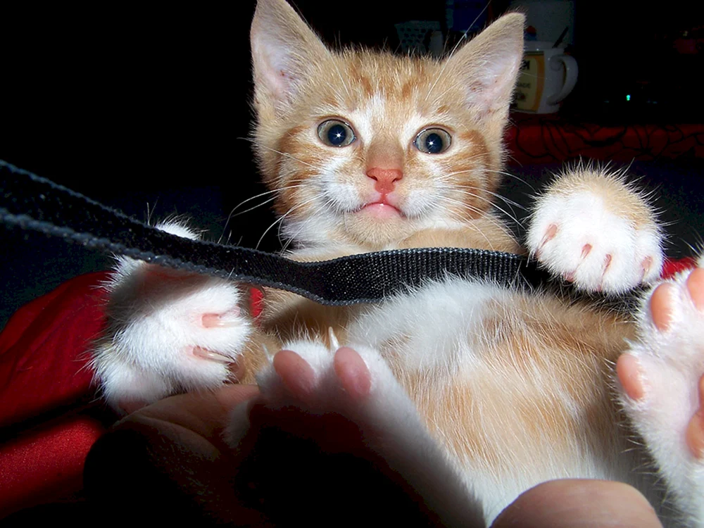 Kitten Husky Katze