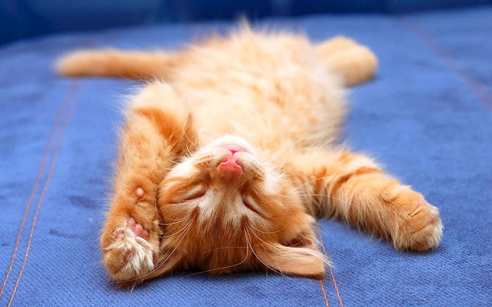 Katze auf dem Rücken liegend