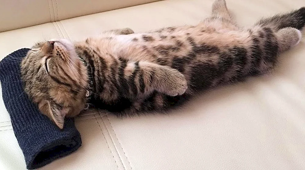 Katze legt sich auf den Rücken