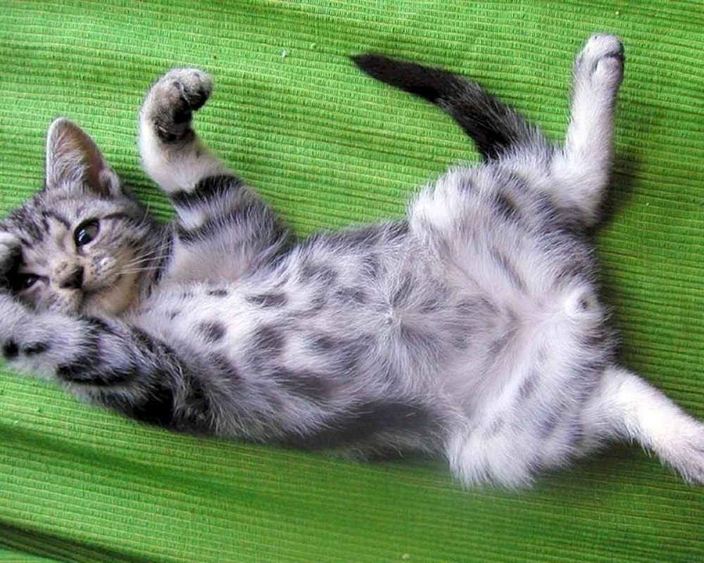 Katze legt sich auf den Rücken