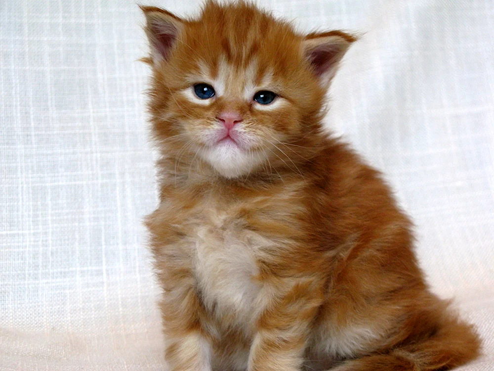 Maine Coon Kätzchen ginger 1 Monat alt
