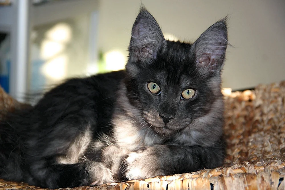 Maine Coon Kätzchen 3 Monate alt