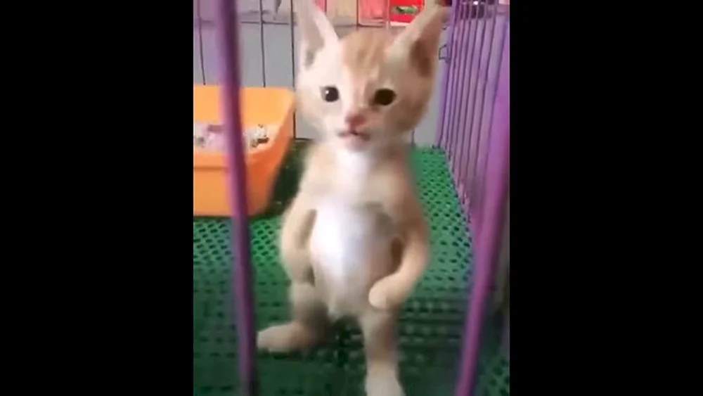 Schütze dich selbst Katze