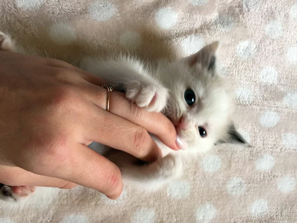 Katze in der Handfläche