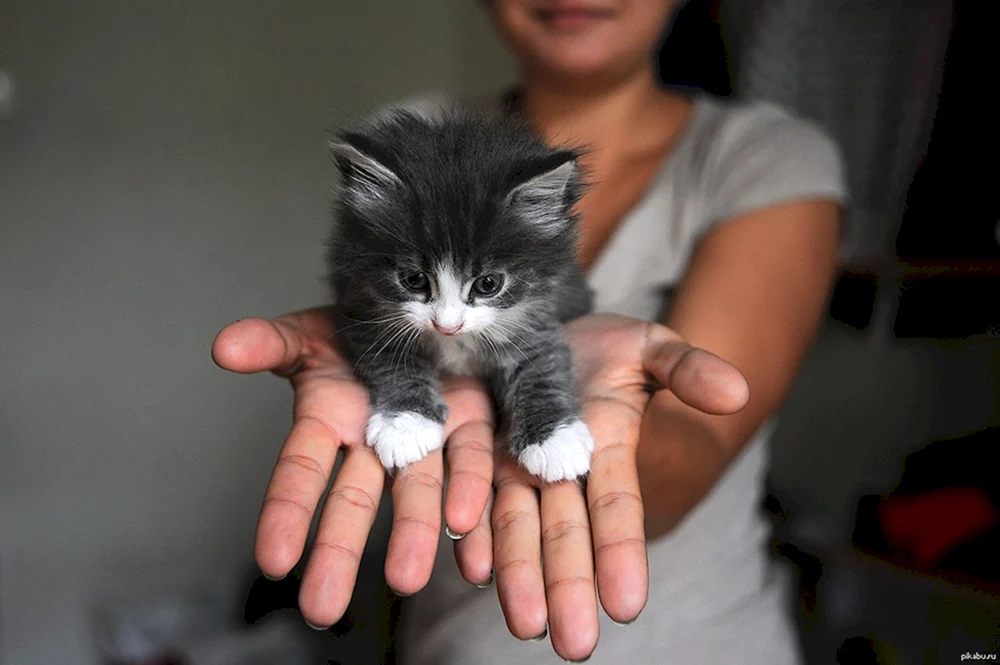 Katze im Arm