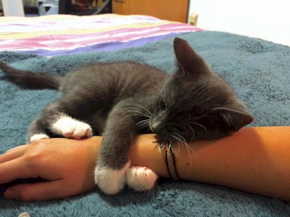 Kätzchen im Arm