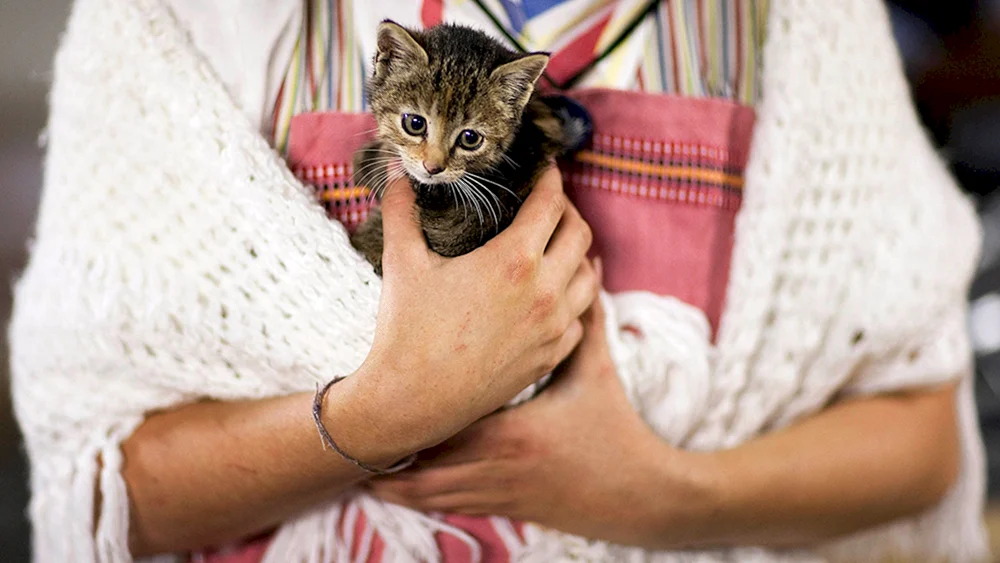 Mädchenkatze
