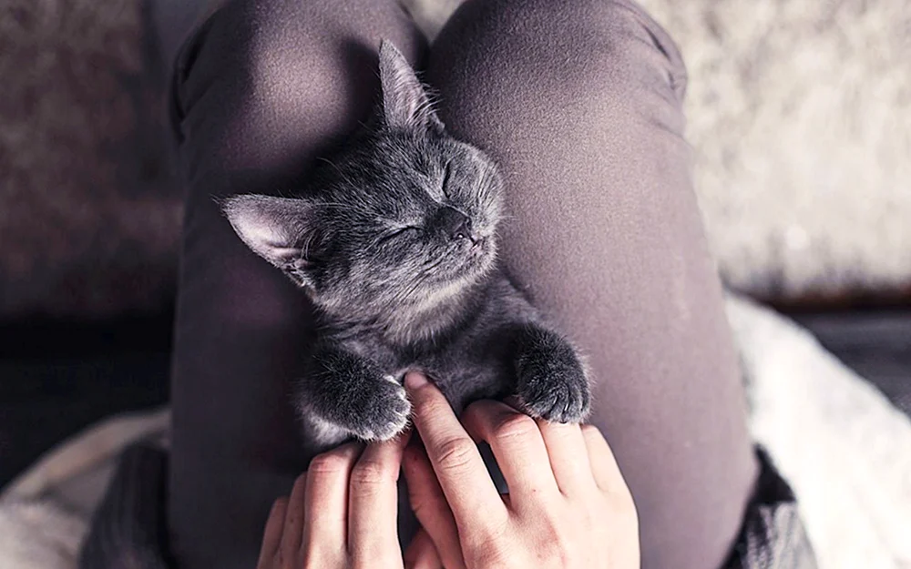 Katze auf dem Arm