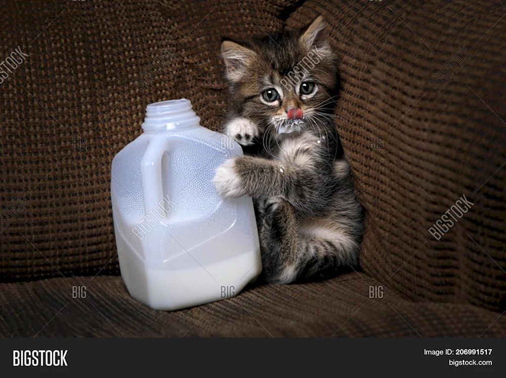 Katze schmutzige Katze kotzend
