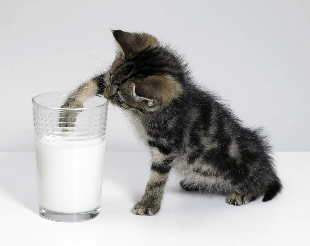 Dreckige Katze