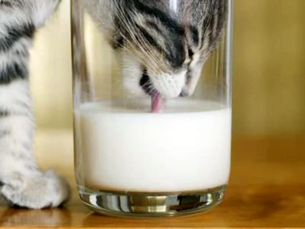 Kätzchen in Milch
