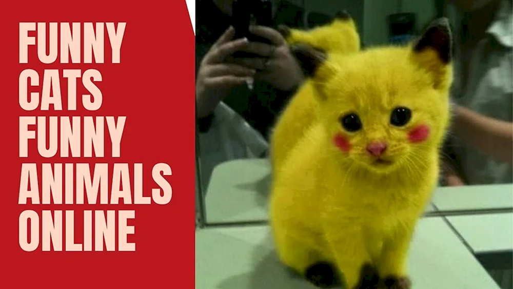 Europäische Kurzhaarkatze