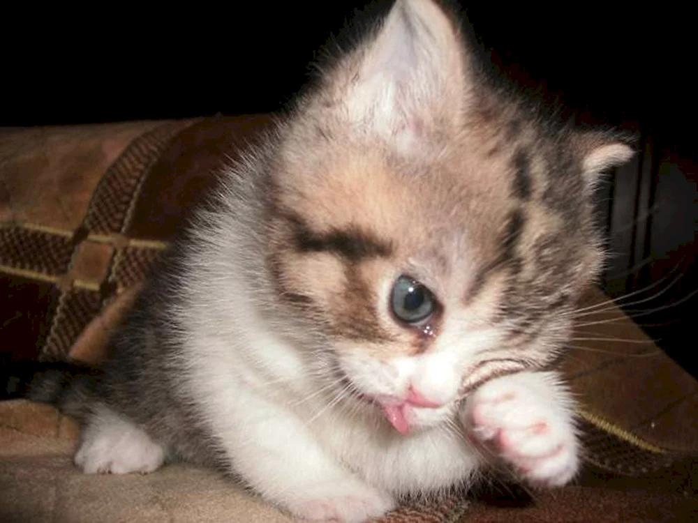 Katze weint