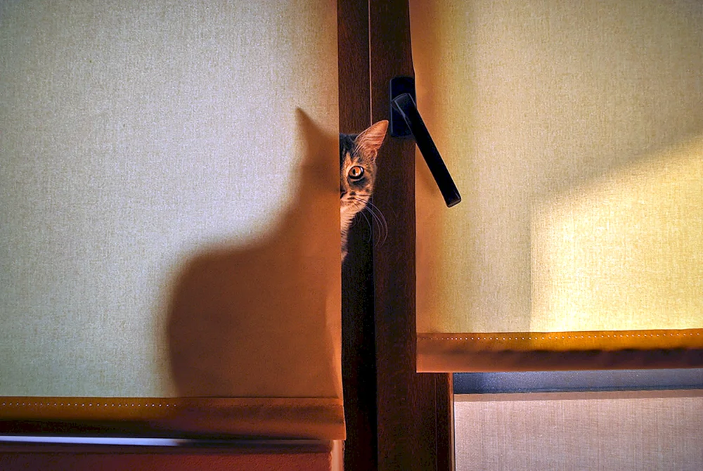 Kätzchen versteckt sich