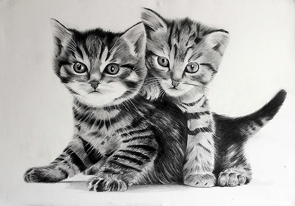 Katzenzeichnung