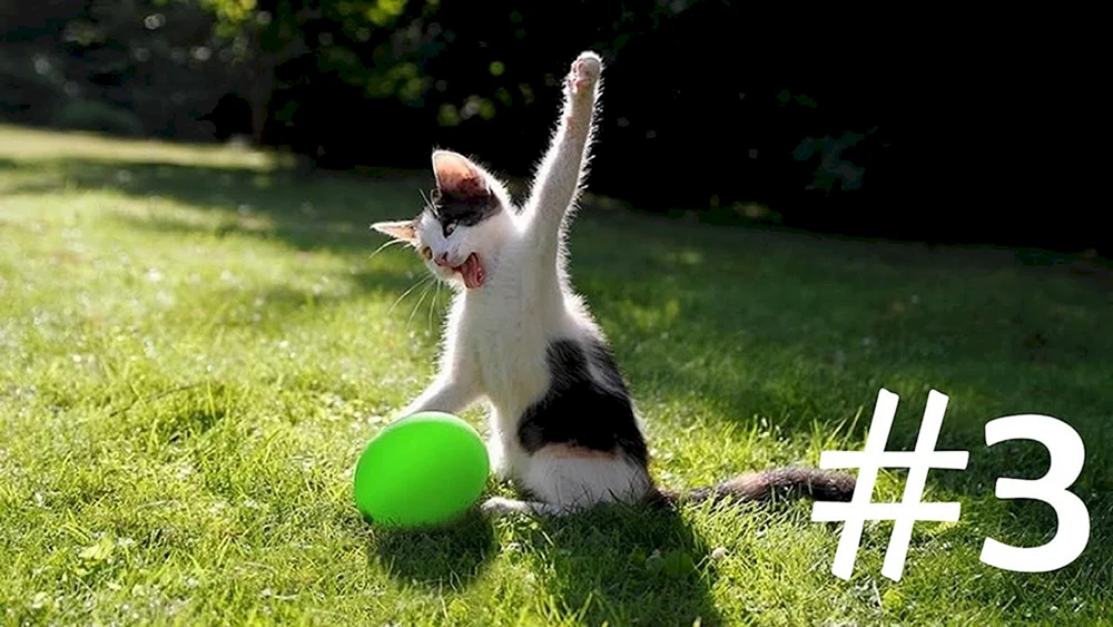 Katze mit einem Ball
