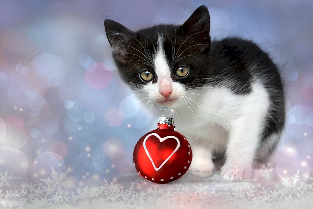Katze mit Herz