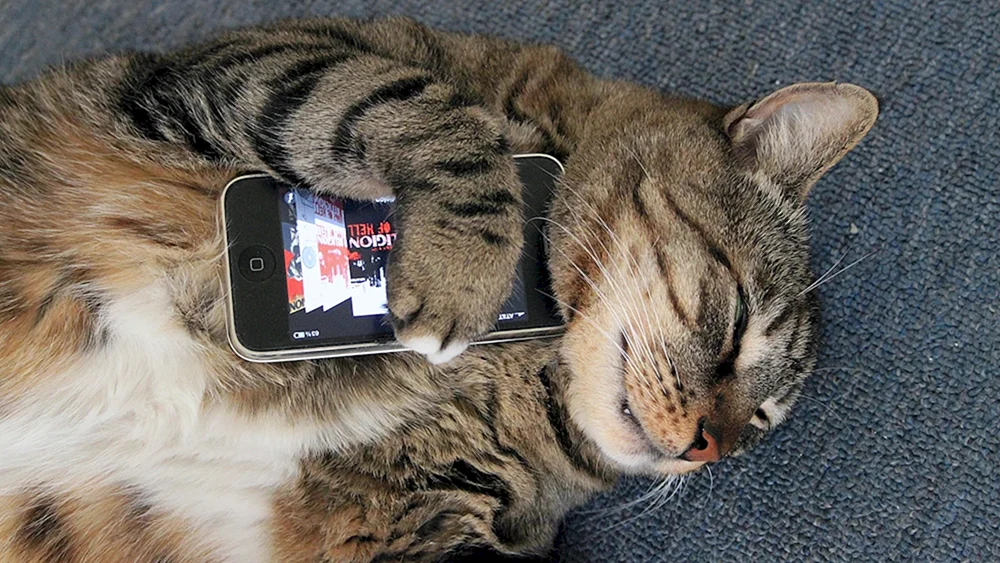 Katze mit Telefon