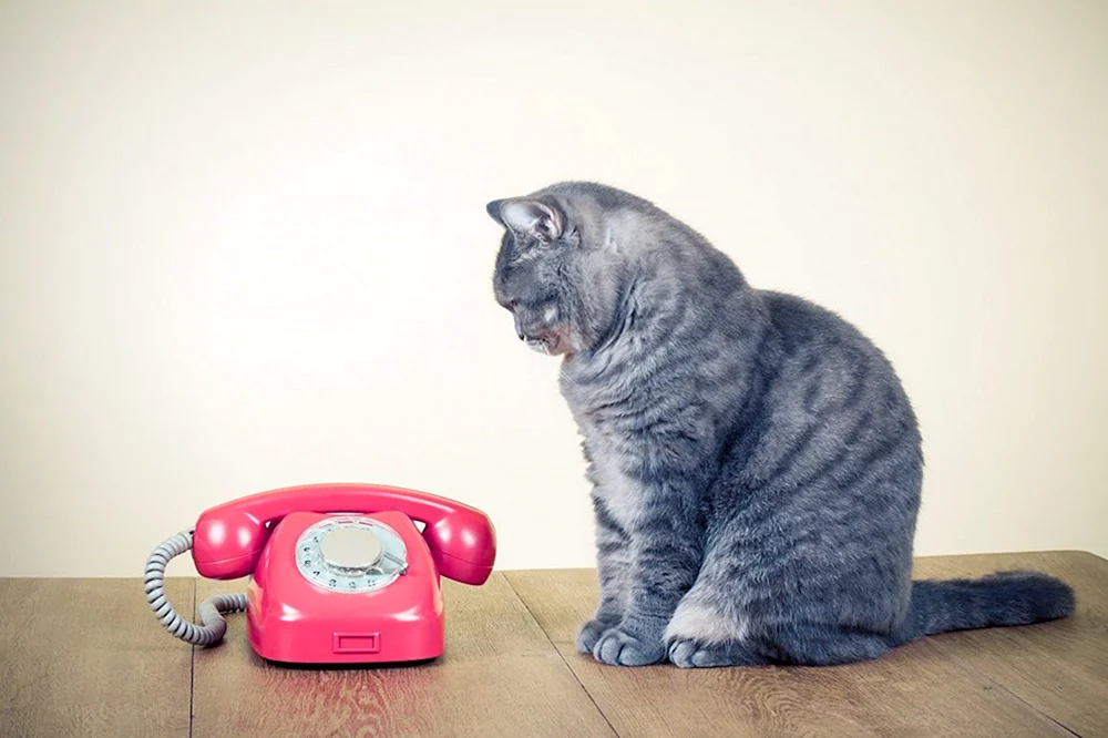 Katze mit Telefon