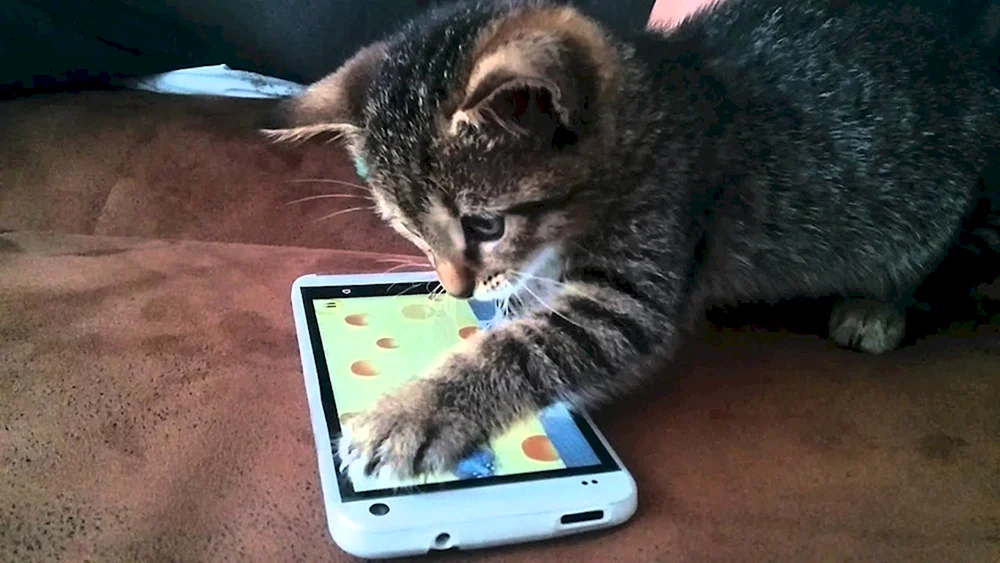Katze mit Telefon