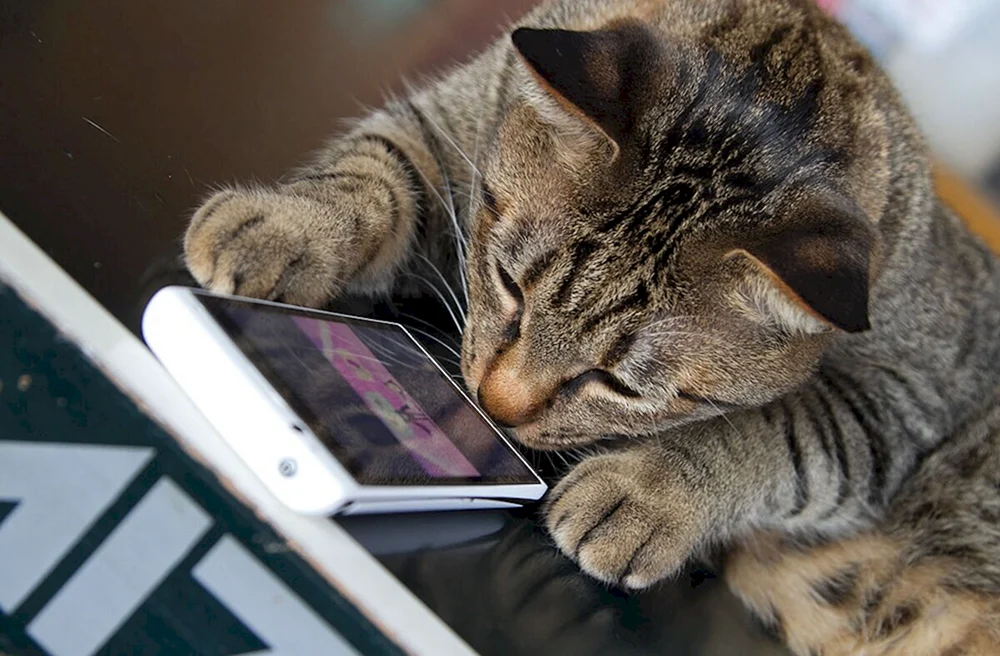 Katze mit Telefon