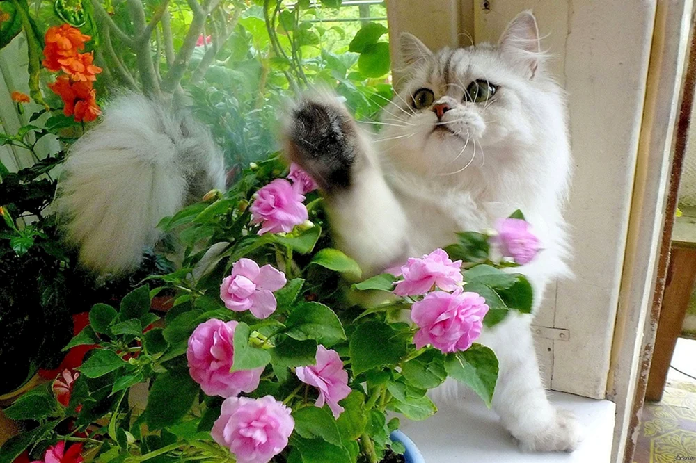 Katze mit Blumen