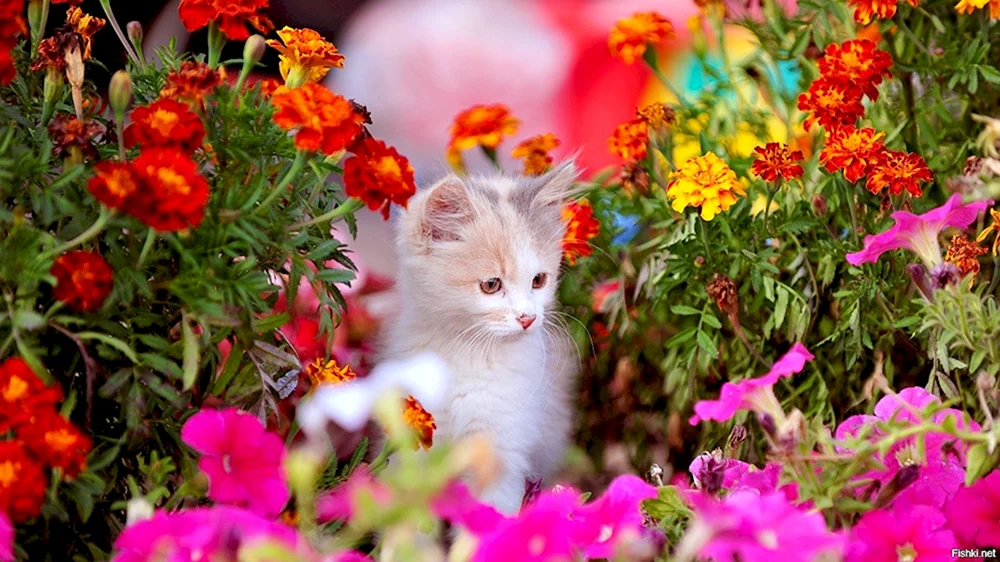 Katze in Blumen