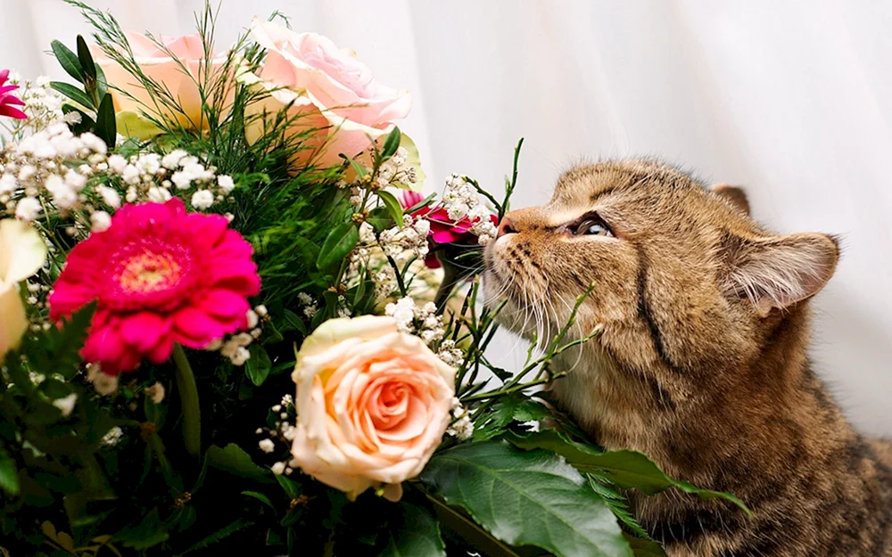 Katze mit Blumen
