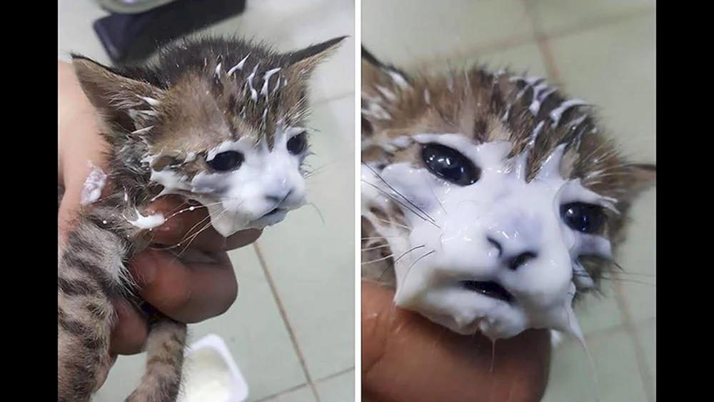 Katze in saurer Sahne