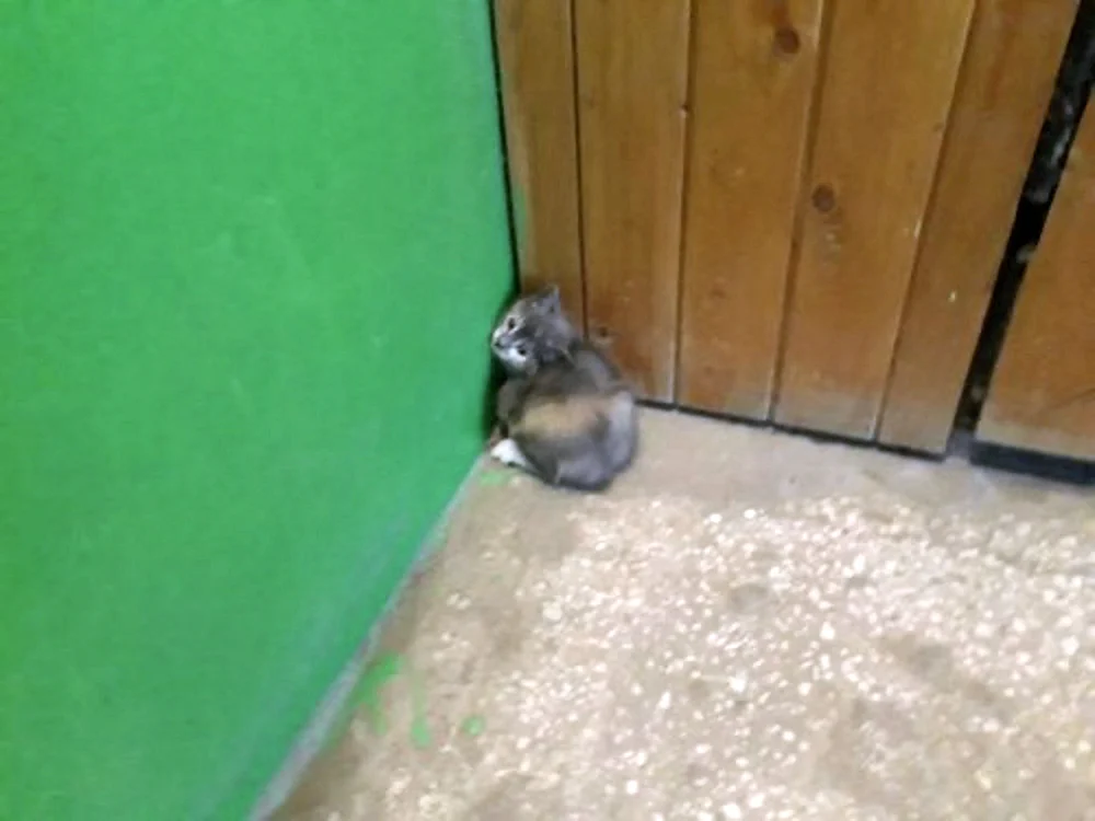 Kätzchen sitzt in der Ecke
