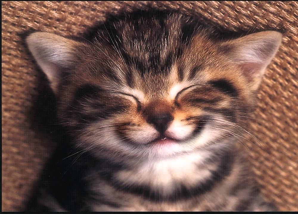 Katze lächelnd