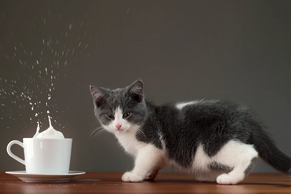 Schwarze Katze trinkt Milch