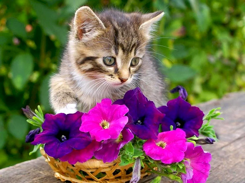 Katze in Blumen