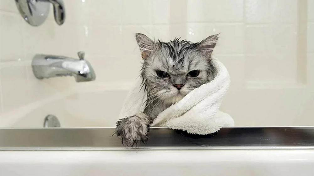 Nasse Katze