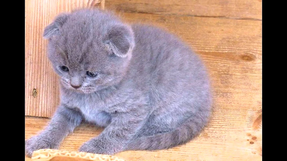 Schottische Meerkatze weiß