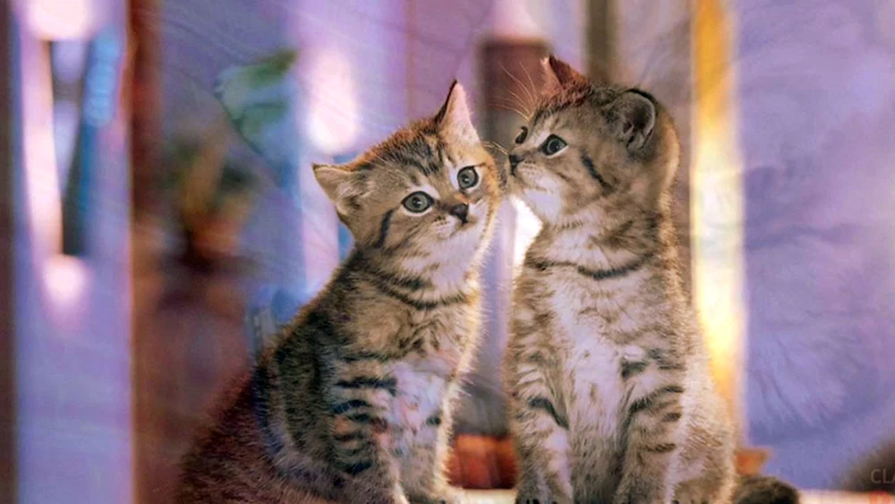 Katzen kuscheln