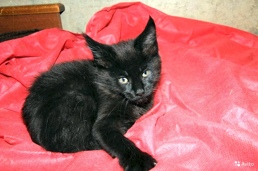Maine Coon